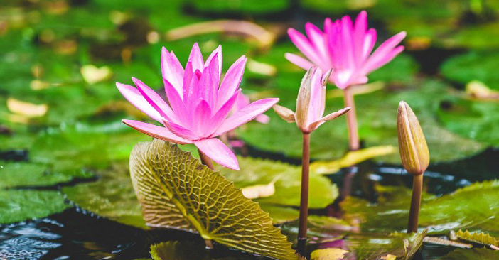 Tử vi của 12 con giáp trong ngày 22/6/2019