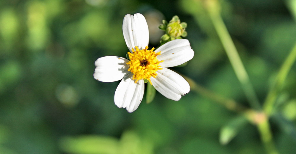 Tử vi của 12 con giáp trong ngày 5/7/2019