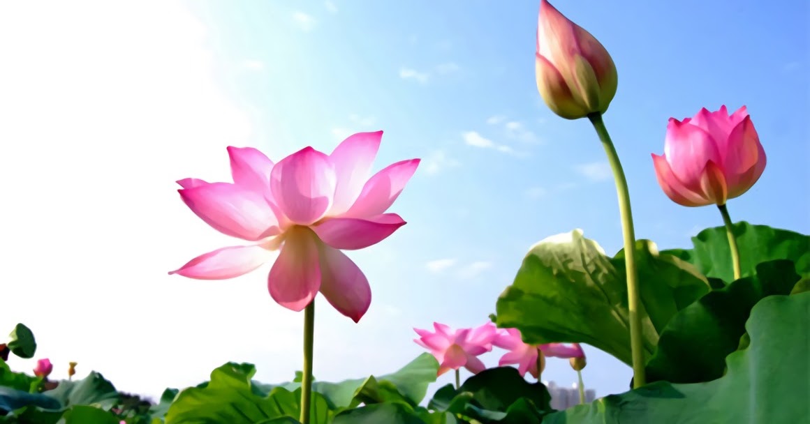 Tử vi  của 12 con giáp trong ngày 7/7/2019