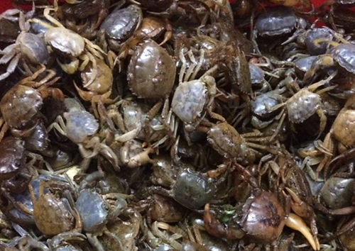 Mách bạn các món ăn bài thuốc chữa bệnh từ cua đồng