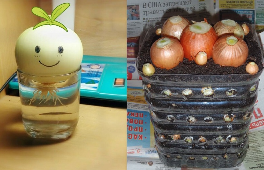 Cách trồng hành tây trong nước vừa để làm cảnh vừa phòng ngừa bệnh tật vô cùng tiện lợi