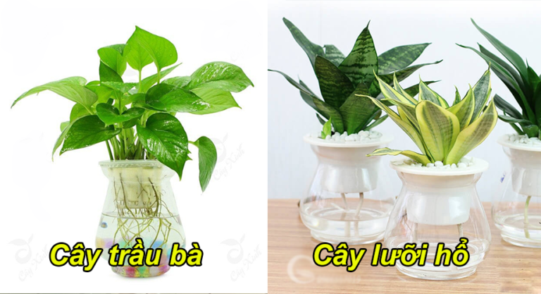 9 loại cây trồng trong nhà chỉ cần có nước là sống, vừa lợi phong thuỷ vừa hút khí độc