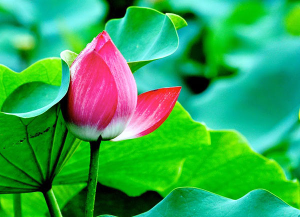 Tử vi của 12 con giáp trong ngày 20/7/2019