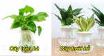 9 loại cây trồng trong nhà chỉ cần có nước là sống, vừa lợi phong thuỷ vừa hút khí độc