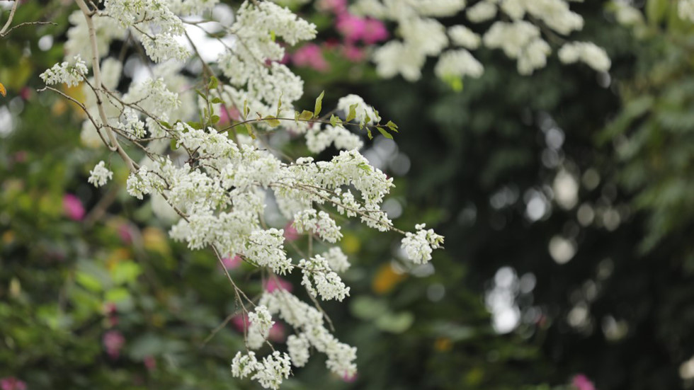 Tử vi của 12 con giáp trong ngày 27/7/2019