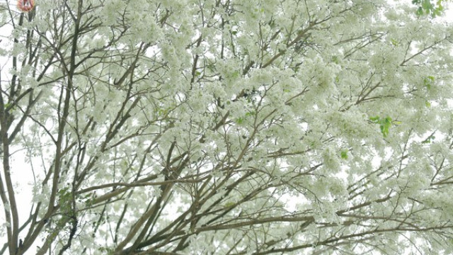 Tử vi của 12 con giáp trong ngày 1/8/2019