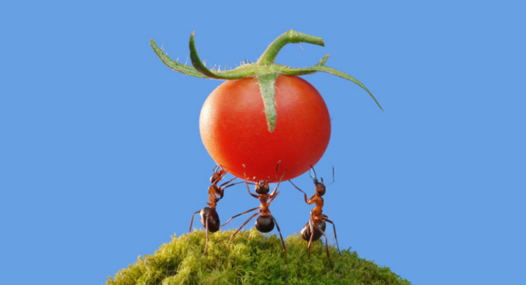 Người nghe nhiều là người khôn ngoan, kẻ nói nhiều là kẻ ngu ngốc