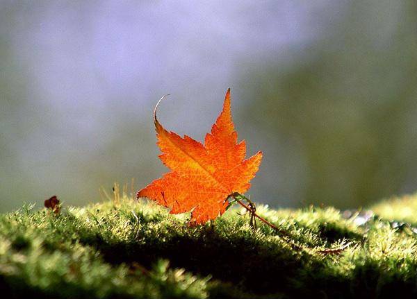 Đời người như dòng sông, thống khổ chỉ là duyên cớ để đổi dòng