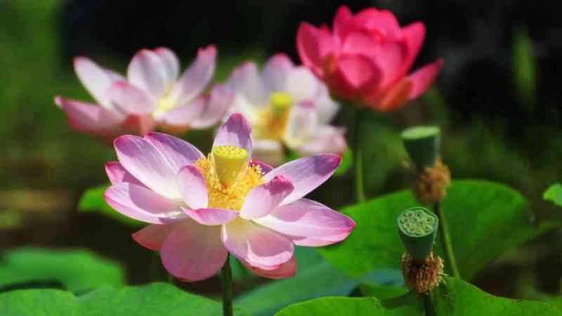 Tử vi của 12 con giáp trong ngày 13/8/2019