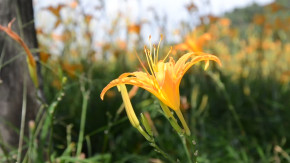 Tử vi của 12 con giáp trong ngày 14/8/2019