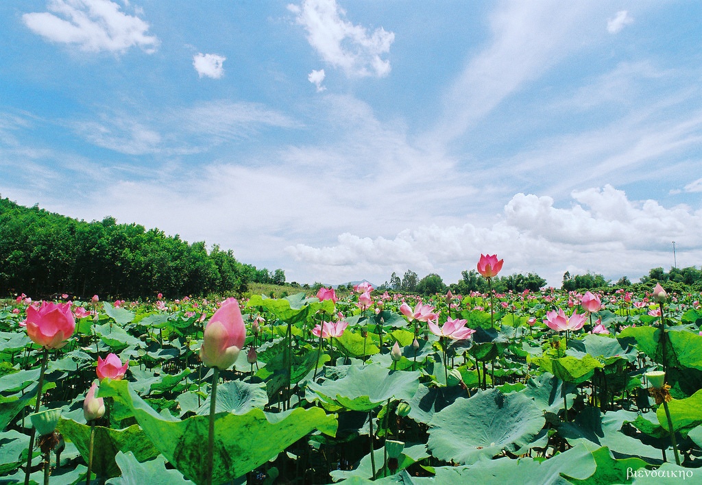 Tử vi của 12 con giáp trong ngày 16/8/2019