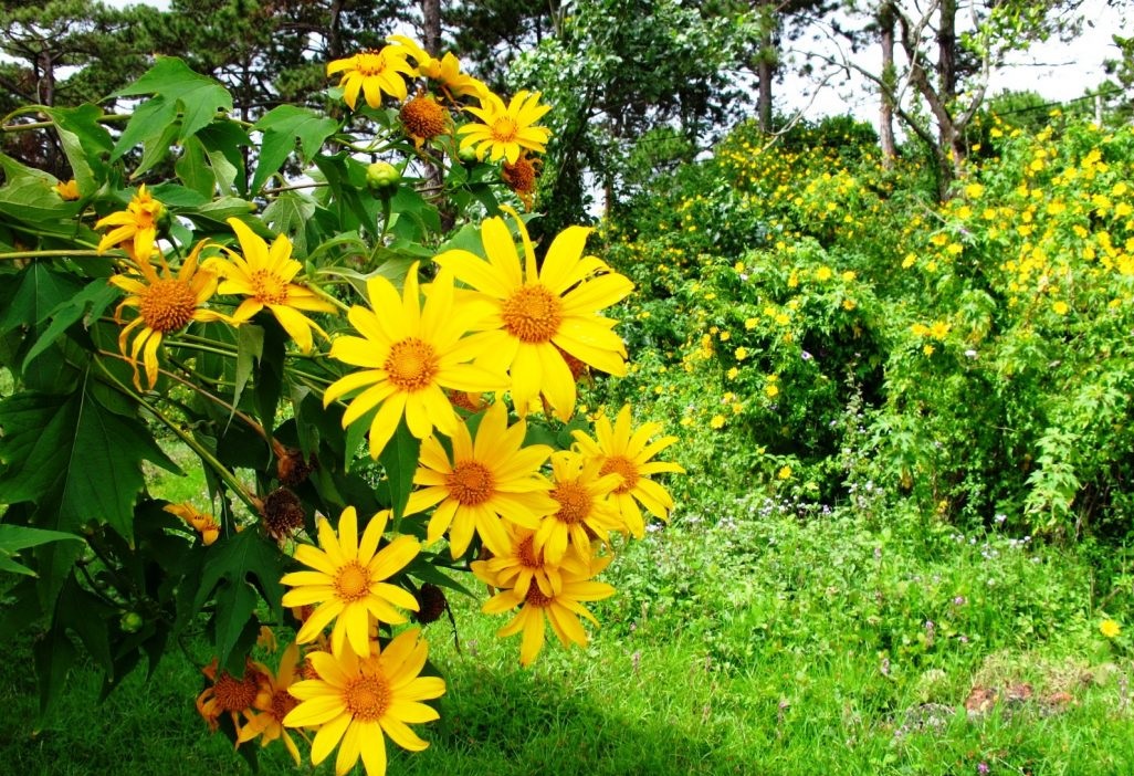 Tử vi của 12 con giáp trong ngày 19/8/2019