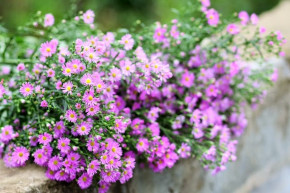 Tử vi của 12 con giáp ngày 22/8/2019