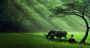 Khi tâm mệt hãy nghỉ ngơi, khi lòng đau khổ hãy buông bỏ