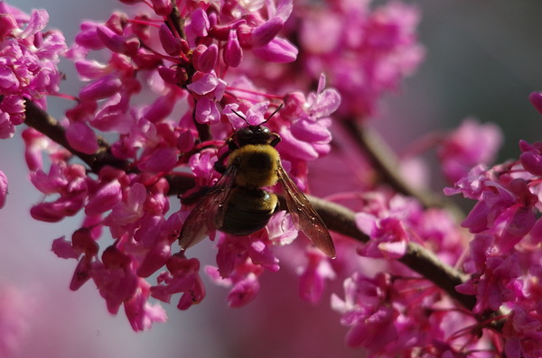 Tử vi của 12 con giáp trong ngày 5/9/2019