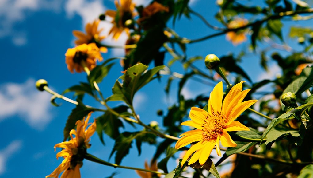 Tử vi của 12 con giáp trong ngày 8/9/2019