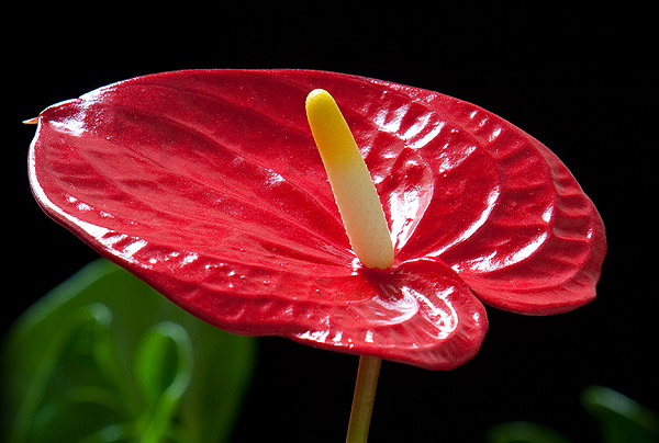 Tử vi của 12 con giáp trong ngày 12/9/2019