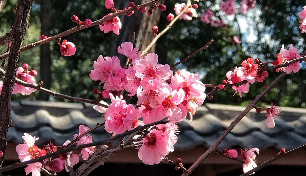 Tử vi của 12 con giáp trong ngày 14/9/2019