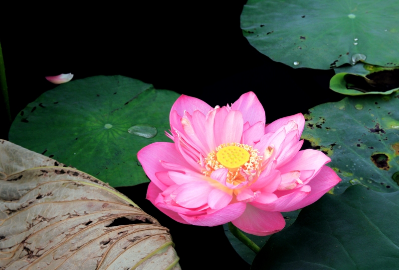 Tử vi của 12 con giáp trong ngày 18/9/2019