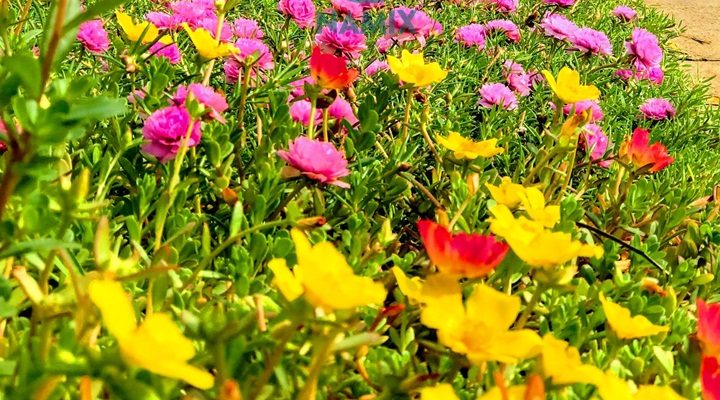 Tử vi của 12 con giáp trong ngày 19/9/2019