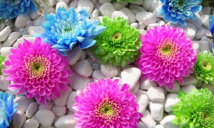 Tử vi của 12 con giáp trong ngày 21/9/2019