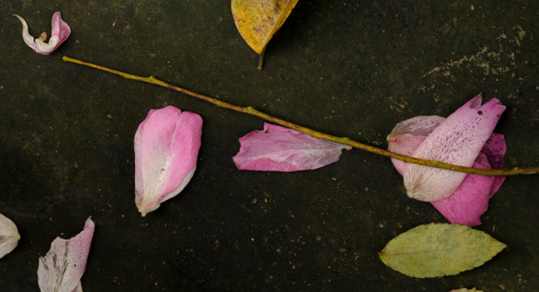 Mỗi người chỉ sống có 1 lần: Đau đớn hãy từ bỏ, mệt mỏi hãy nghỉ ngơi