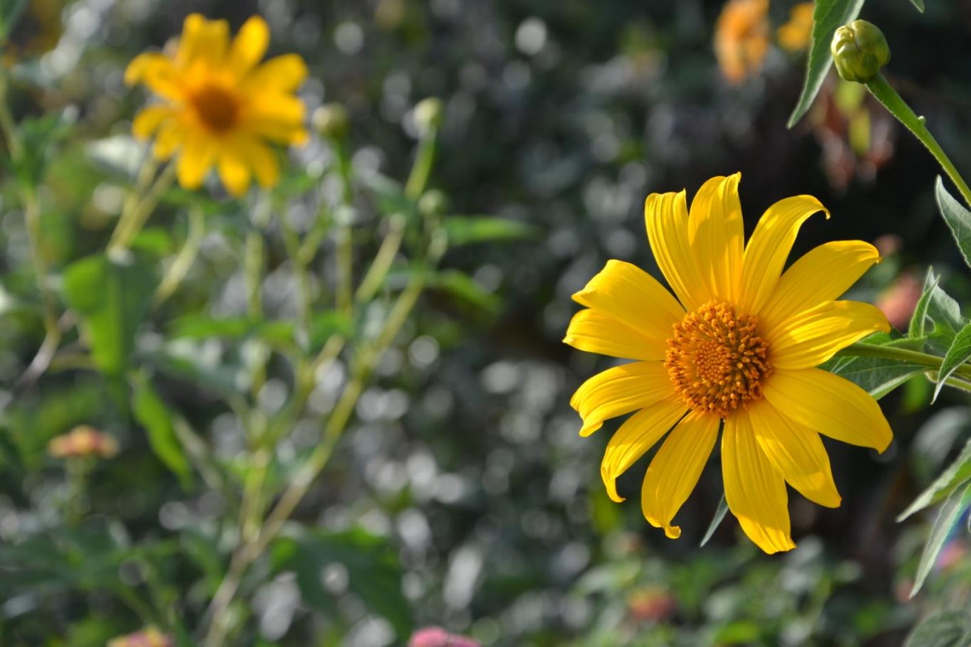 Tử vi của 12 con giáp trong ngày 5/10/2019