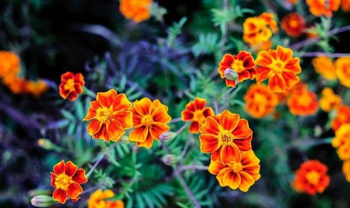 Tử vi của 12 con giáp trong ngày 6/10/2019