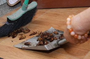 Những loại cây đuổi gián tốt hơn bình xịt gấp trăm lần, nhà nào chưa có nên ‘tậu’ ngay