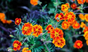 Tử vi của 12 con giáp trong ngày 6/10/2019