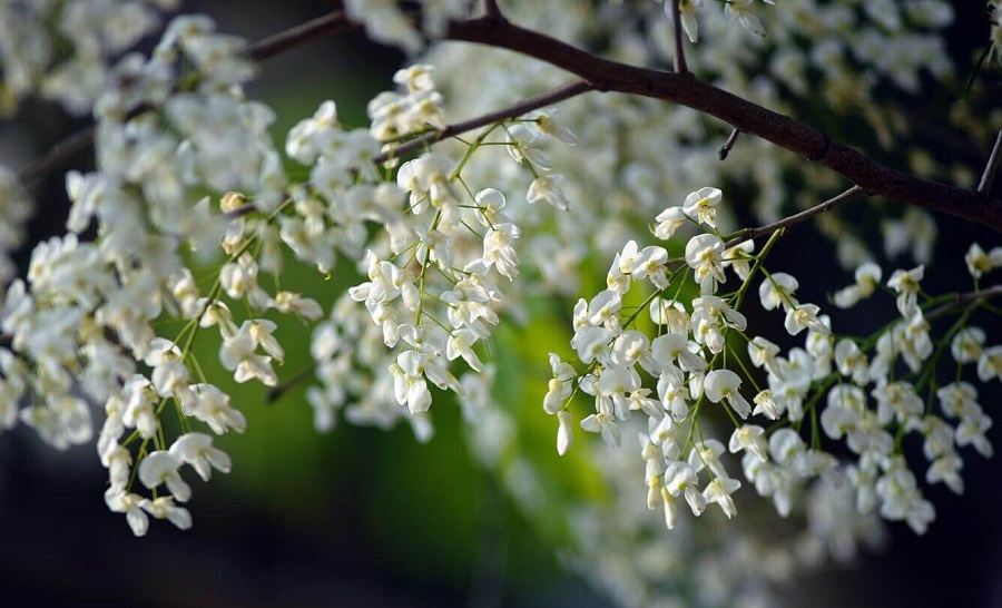 Tử vi tuần mới của 12 con giáp từ 7 – 13/10/2019