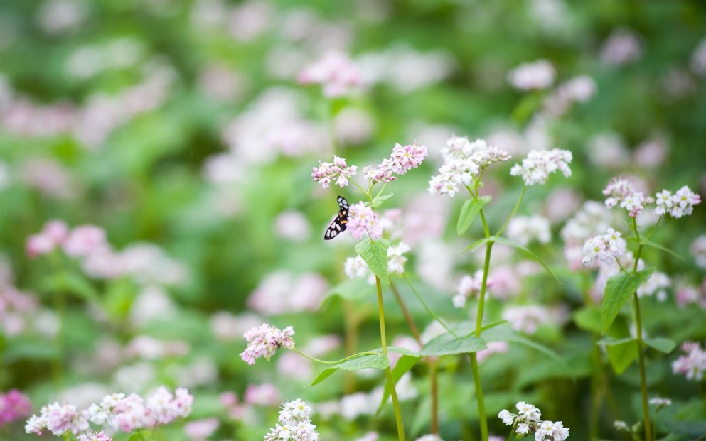 Tử vi của 12 con giáp trong ngày 8/10/2019
