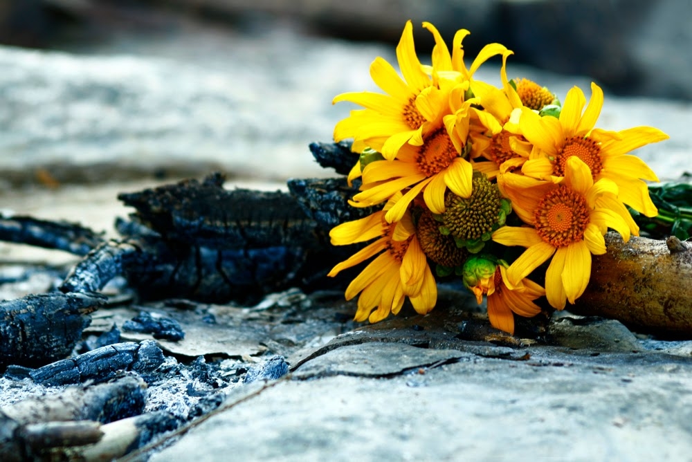 Tử vi của 12 con giáp trong ngày 10/10/2019