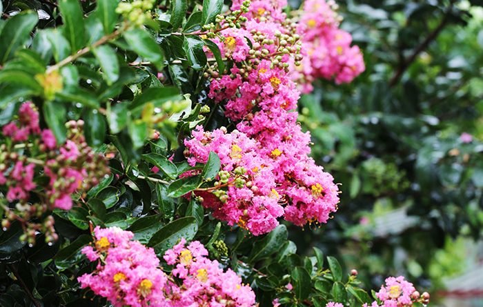 Tử vi của 12 con giáp trong ngày 12/10/2019