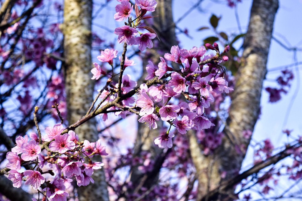 Tử vi của 12 con giáp trong ngày 13/10/2019