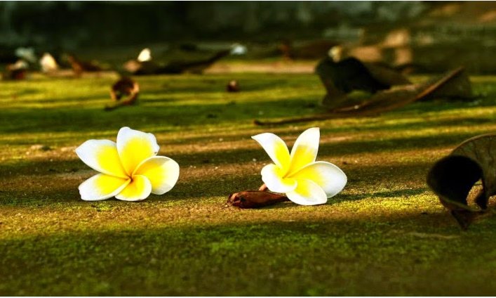 Cuộc sống sẽ nhẹ nhàng biết mấy khi ta nhìn mọi thứ giản đơn