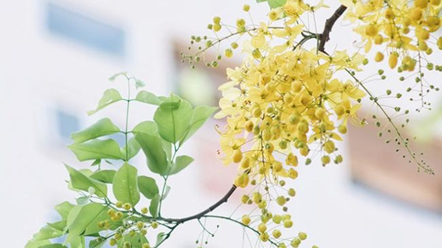 Tử vi của 12 con giáp trong ngày 19/10/2019