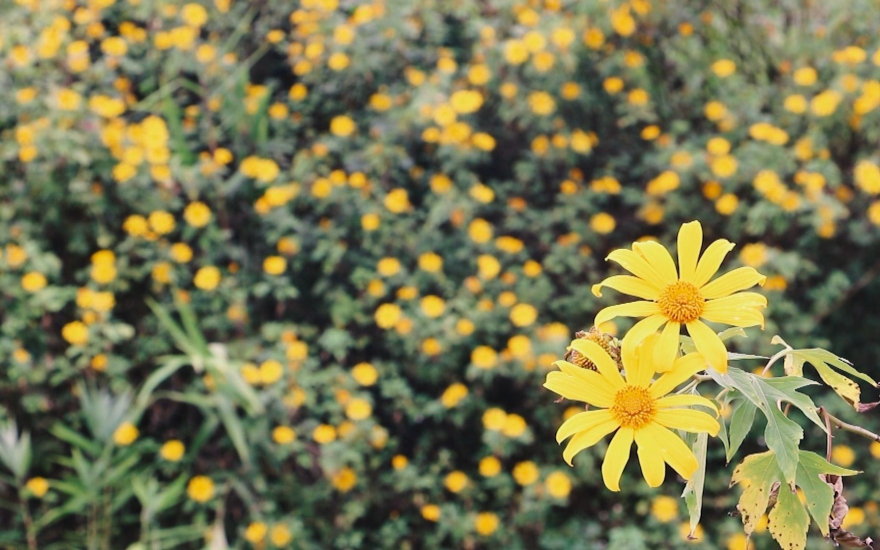 Tử vi của 12 con giáp trong ngày 28/10/2019