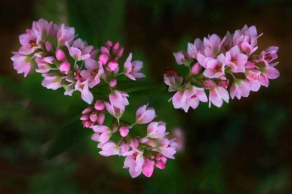 Tử vi của 12 con giáp trong ngày 29/10/2019