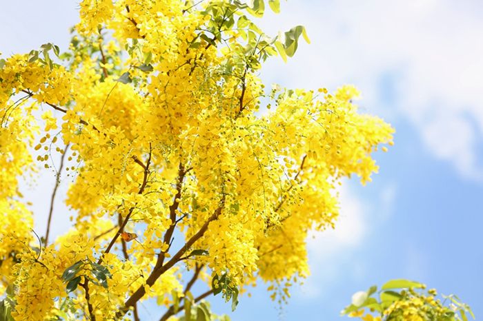 Tử vi của 12 con giáp trong ngày 1/11/2019