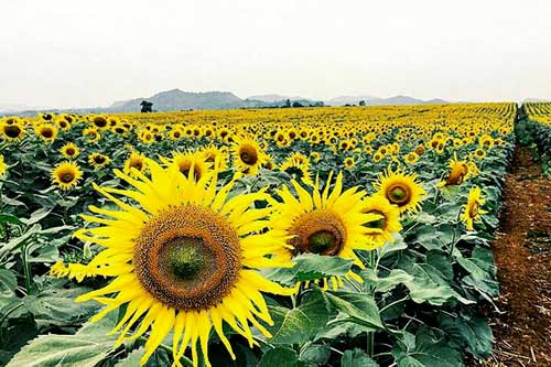 Tử vi của 12 con giáp trong ngày 20/11/2019