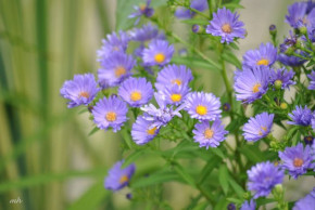 Tử vi của 12 con giáp trong ngày 26/11/2019