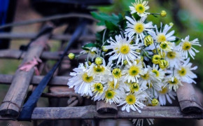 Tử vi của 12 con giáp trong ngày 27/11/2019