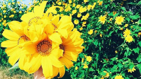 Tử vi của 12 con giáp trong ngày 28/11/2019