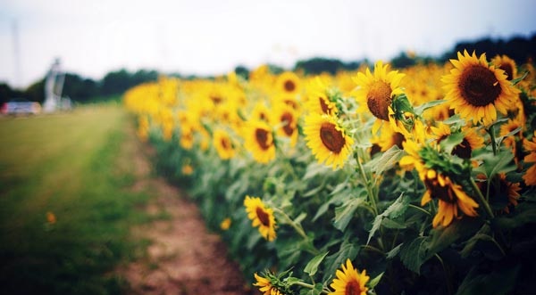 Tử vi của 12 con giáp trong ngày 29/11/2019