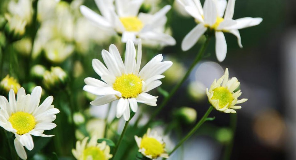 Tử vi của 12 con giáp trong ngày 4/12/2019