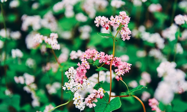 Tử vi của 12 con giáp trong ngày 7/12/2019