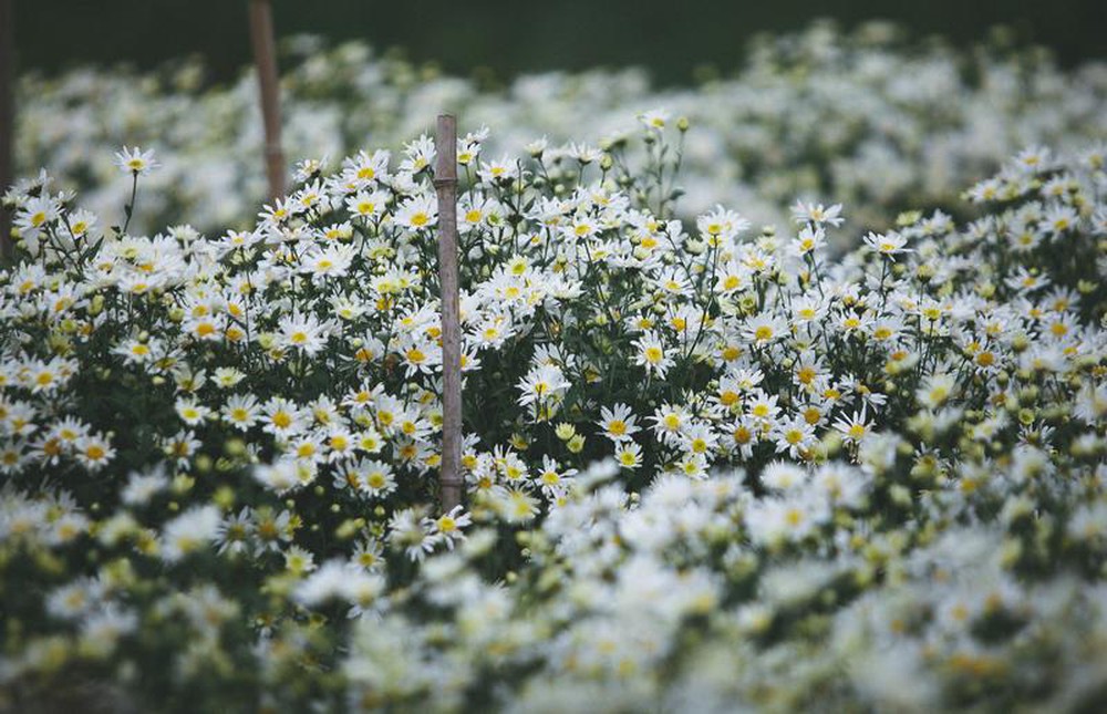 Tử vi của 12 con giáp trong ngày 10/12/2019