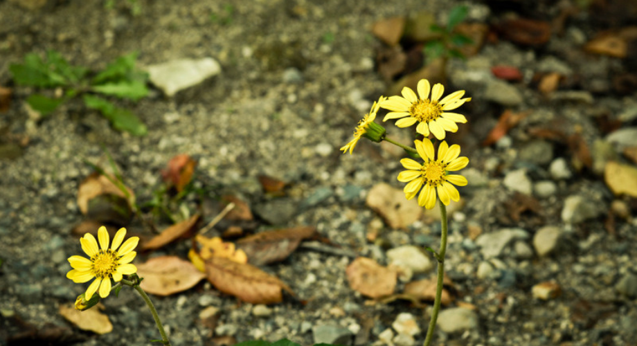 Bình thản đón nhận cuộc sống đầy những thị phi