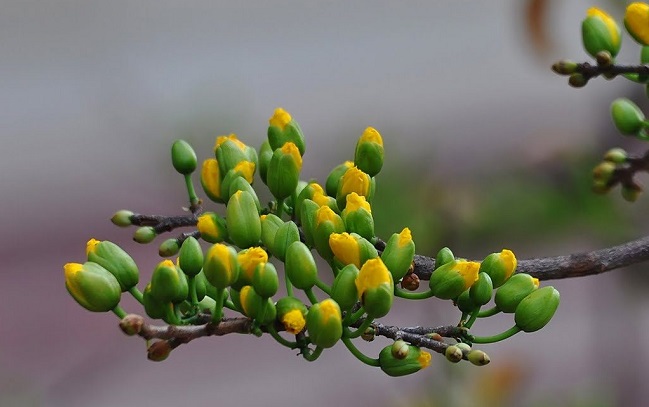 Tử vi của 12 con giáp trong ngày 30/12/2019